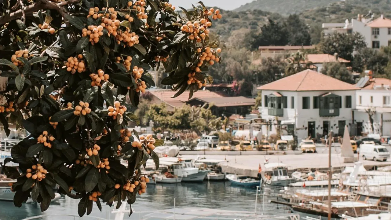 Kaş harbour in early summer, seen through the branch of a loquat tree heavy with fruit